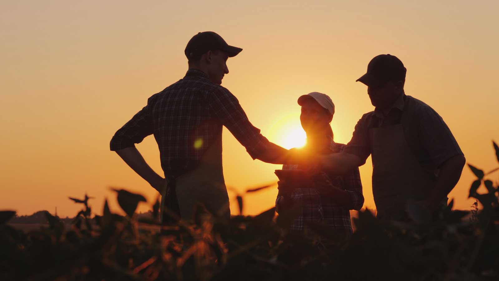 Meeting in fields at sunset